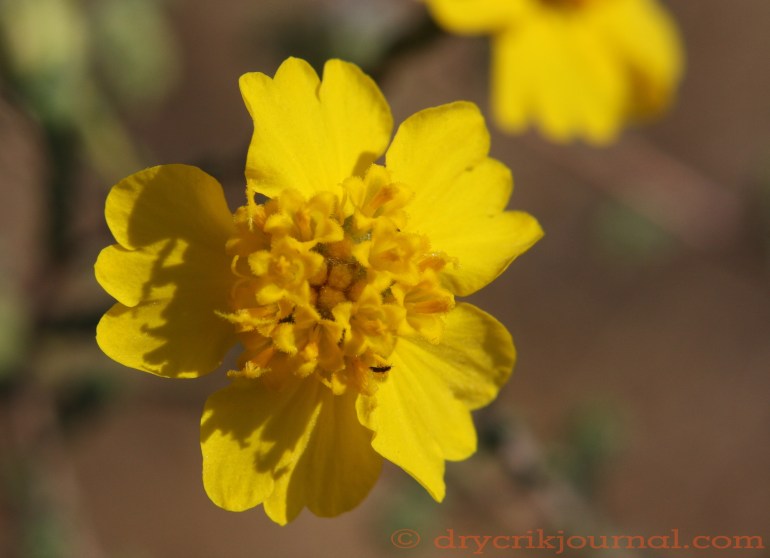 Tarweed, Dry Creek - August 11, 2013