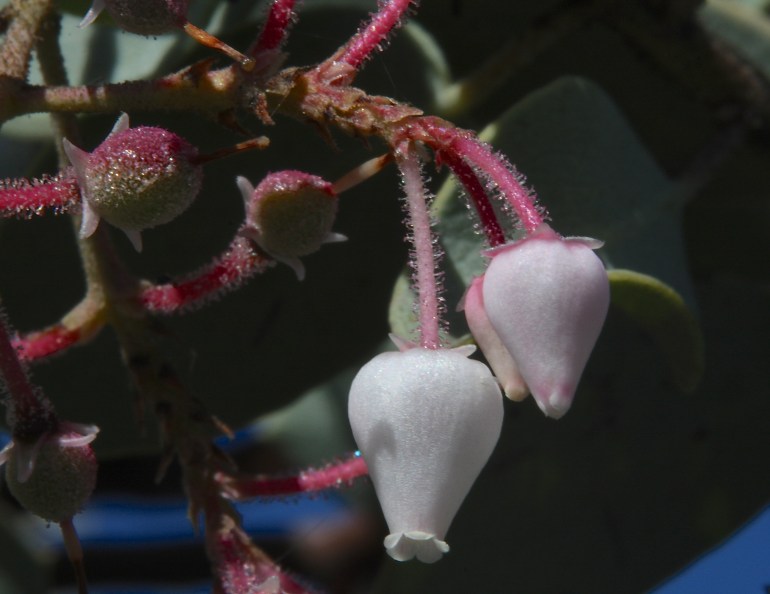 Manzanita