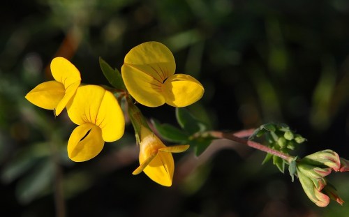 Bird's Foot Trefoil