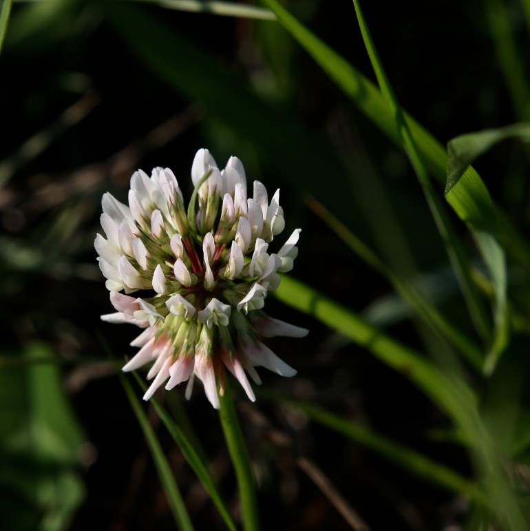White Clover