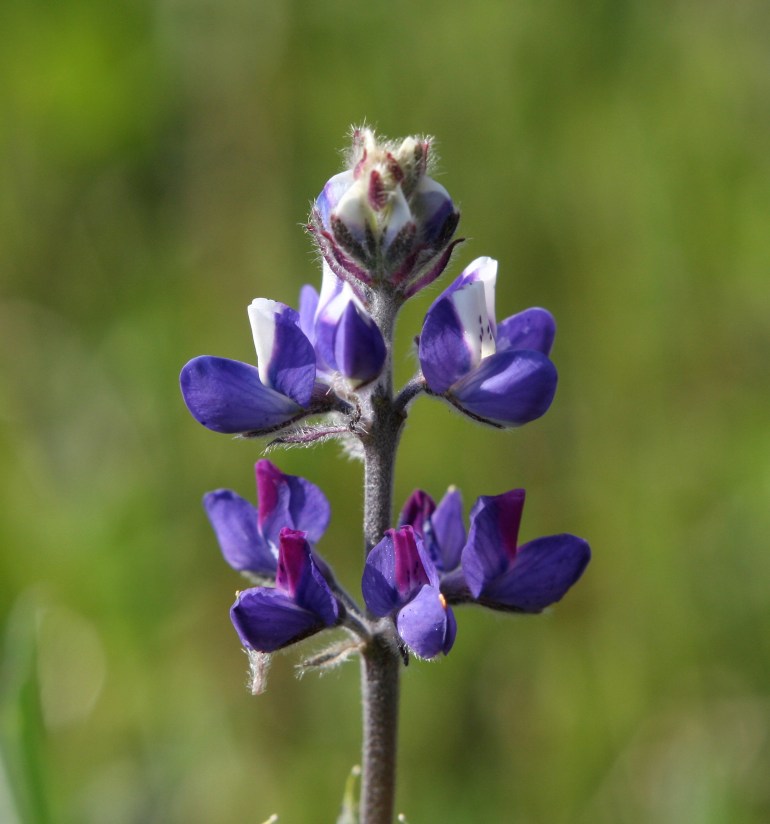 Minature Lupine