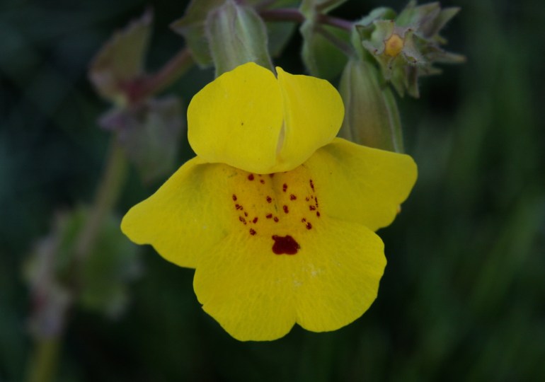 Seep Monkeyflower