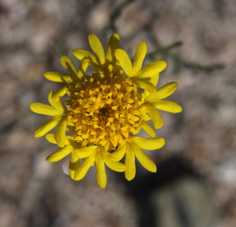 Yellow Pincushion