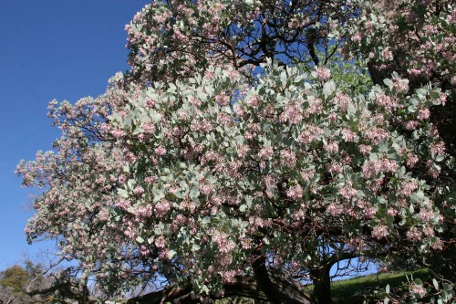 Manzanita