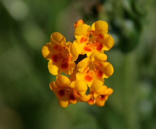 Fiddleneck