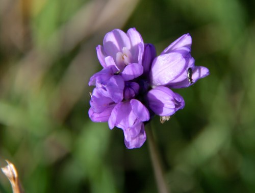 Common Brodiaea