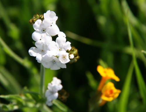 Popcorn Flowers