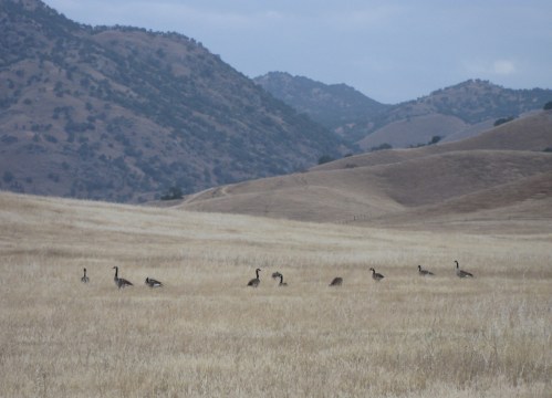 Canada Geese