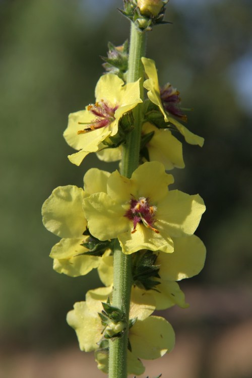 Verbascum thapsus, May 11, 2013