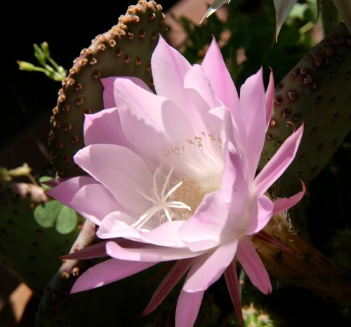Echinopsis 