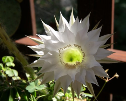 Echinopsis