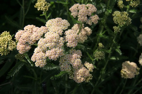 Yarrow