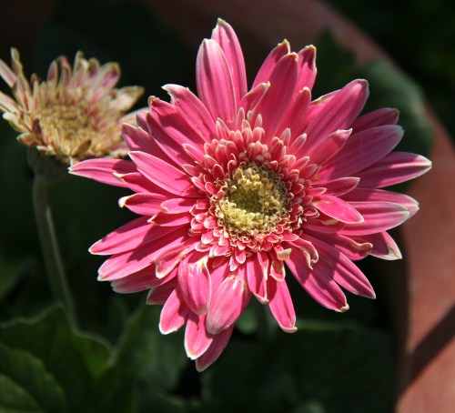 Gerber Daisy