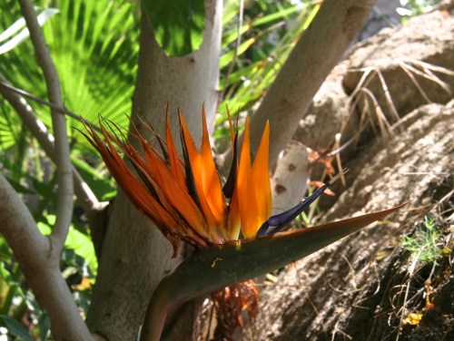 Bird of Paradise