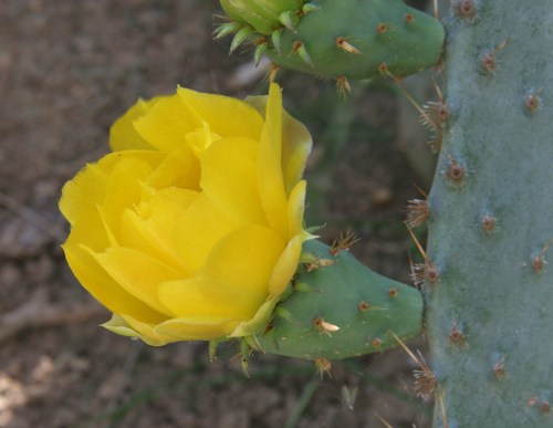 Prickly Pear