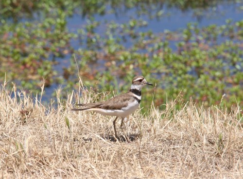 Killdeer