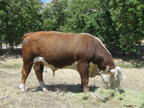 Mrnak Herefords West #922