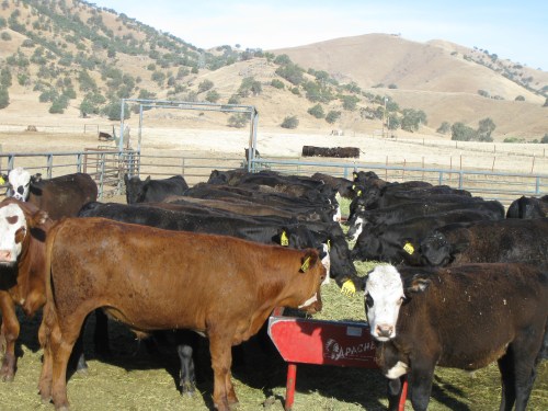 Day 6, Weaning Pen -Sulphur Bunch