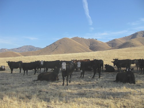 Open Second-Calf Heifers - 2012 Bunch