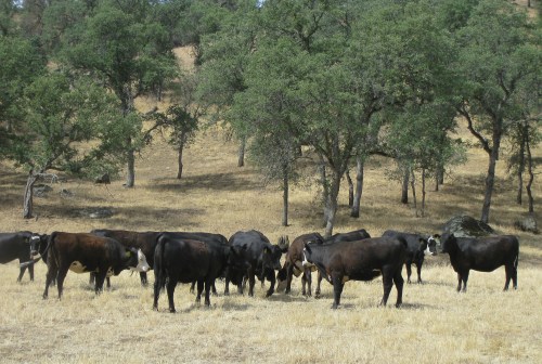 First-Calf Heifers - 2012 Bunch