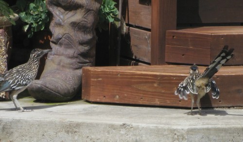 Roadrunners on the Doorstep - Female and Juvenile Male