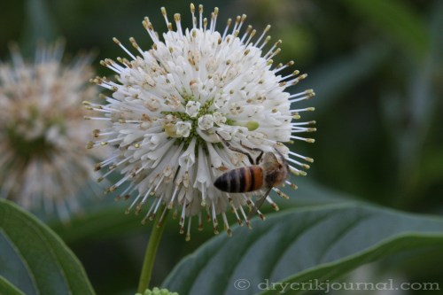 Cephalanthus occidentalis californica