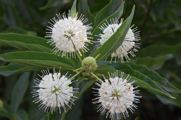 Cephalanthus occidentalis californica - July 3, 2013