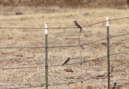 Empidonax occidentalis