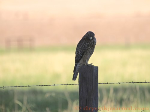 Cooper’s Hawk (Accipiter cooperii)