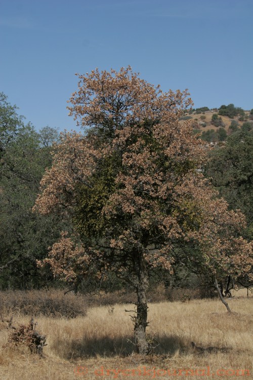 Paregien, July 20, 2013