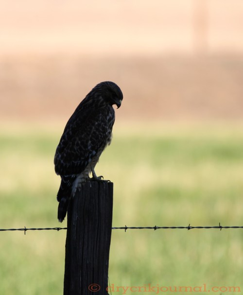 Word-a-Week Challenge: Silhouette