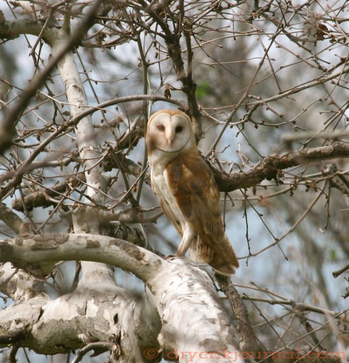 Barn Owl