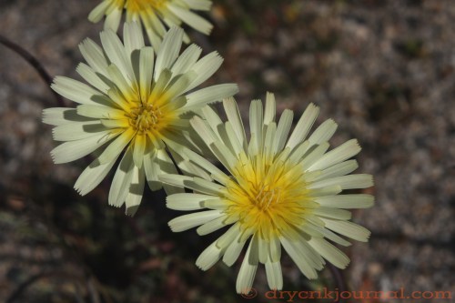 Dry Creek - March 18, 2014