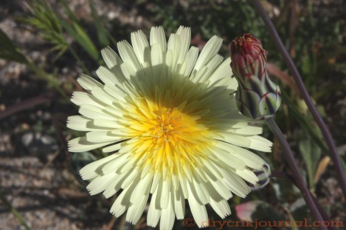 Dry Creek - March 18, 2014