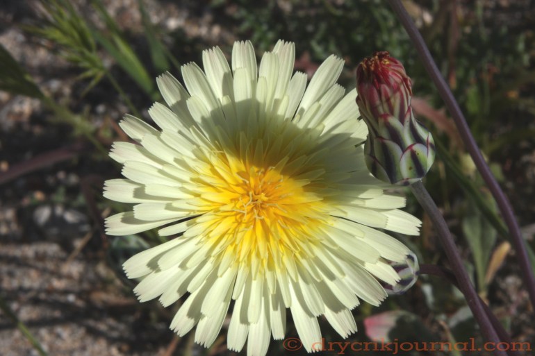 Dry Creek - March 18, 2014