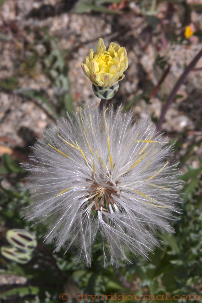 Anisocoma acaulis - May 20, 2014