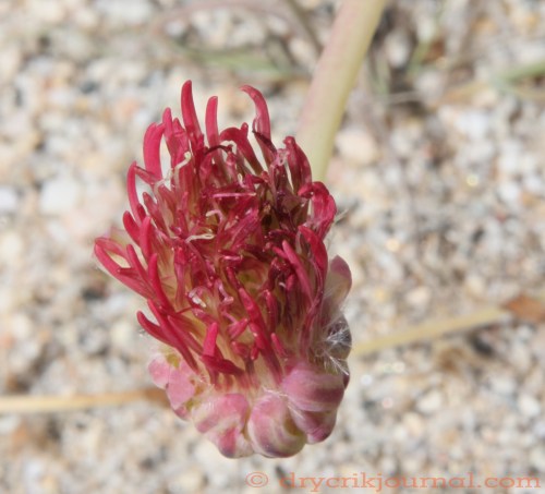 Anisocoma acaulis - May 20, 2014