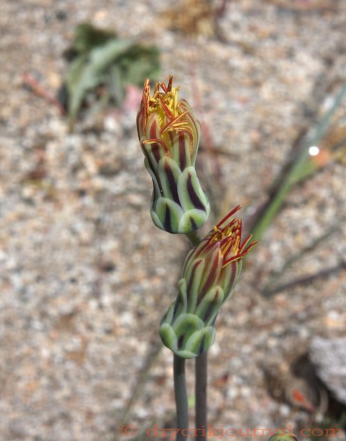 Anisocoma acaulis - May 20, 2014