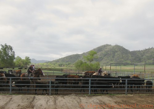 Sorting cows from calves