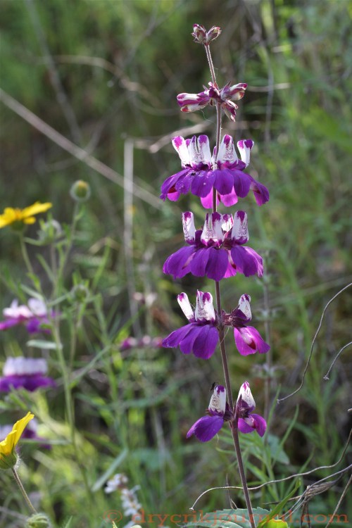 Greasy Creek, 4.17.11