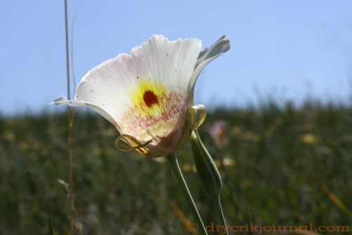 Calochortus venustus - April 10, 2014