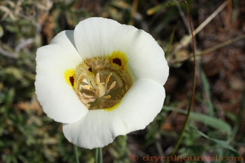 Calochortus venustus - April 10, 2014