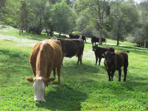Paregien Ranch - April 8, 2014