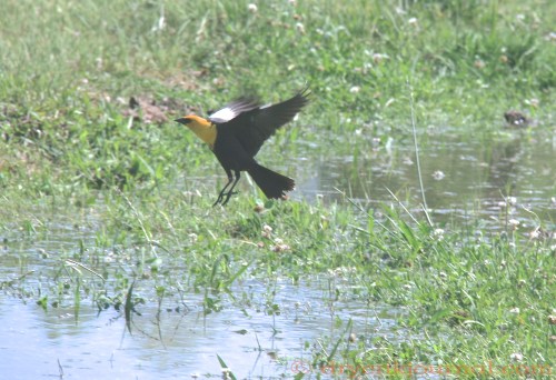 Xanthocephalus xanthocephalus - April 14, 2014