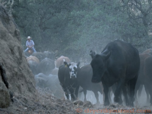 P6260006 - Version 2