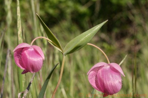 Purple Fairy Lantern, Purple Globelily, Calochortus amoenus