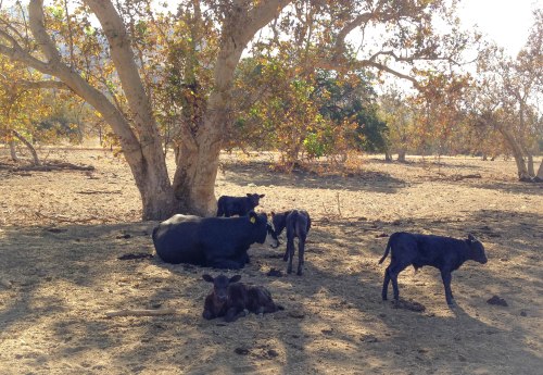 iPhone photo: Teri Drewry