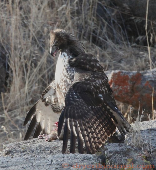 IMG_1662 - Version 2