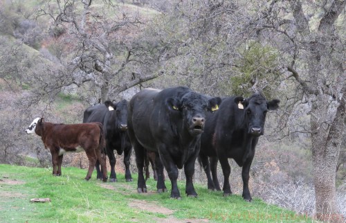 Sulphur - December 11, 2014