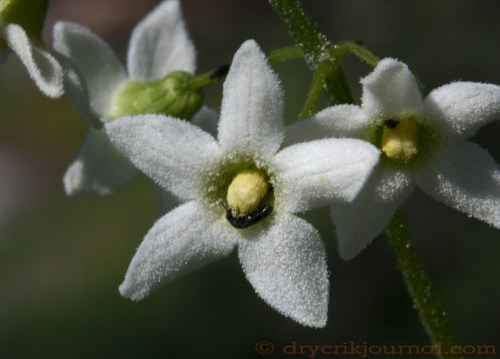 Wild Cumcumber, Sierra Man-root - March 10, 2013